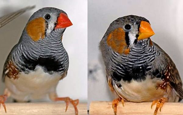 راز قرمز شدن پرندگان کشف شد