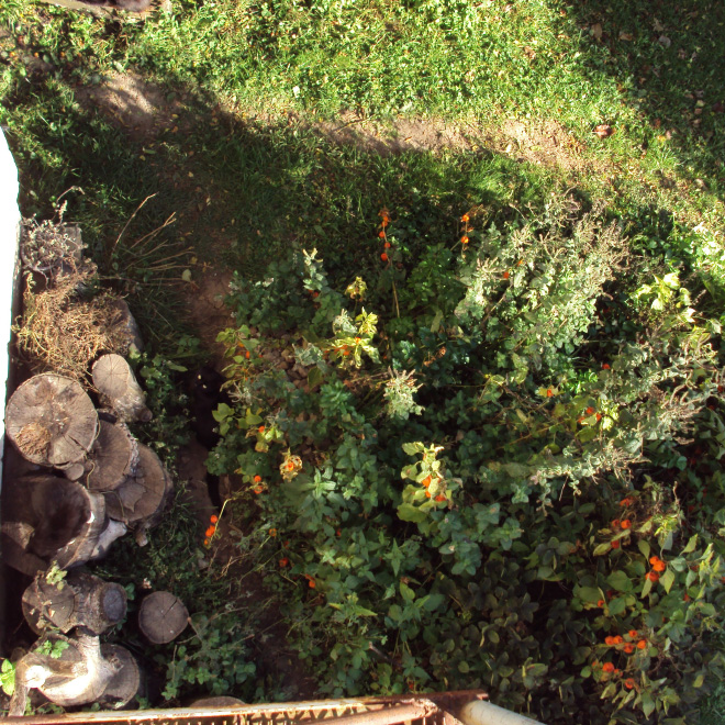 5 تست تصویری  جالب برای تقویت چشم و مغز: گربه ها را پیدا کنید